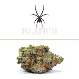 blanco strain lemonnade