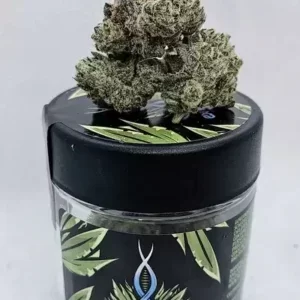 slapz strain