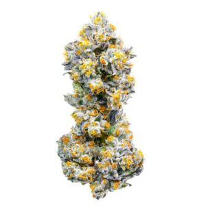 buy baklava strain online
