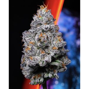krypto chronic strain online