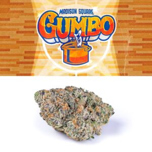 Buy Madison Square Gumbo Weed Strain Online