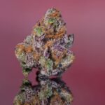 Waffles Cone Strain 4hunnid flowers