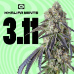 Buy Khalifa Kush Mints Weed Strain Near Me