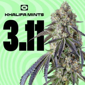 Buy Khalifa Kush Mints Weed Strain Near Me