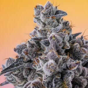 Buy Gotti Blue Sapphire Weed Cookies Strains