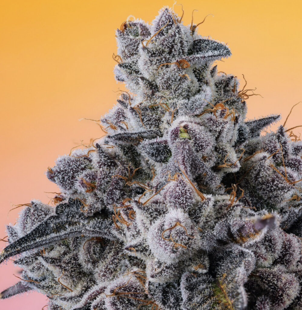 Buy Gotti Blue Sapphire Weed Cookies Strains