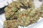 Buy Ice Spice Munch Runtz Weed Strain by D2 Plug
