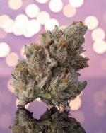 Where to Get White Himalayan Gold Haze Strain