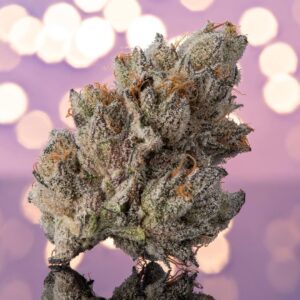 Where to Get White Himalayan Gold Haze Strain