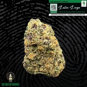 Latin Lingo Strain Dr. GreenThumbs