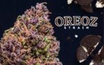 Buy Oreo Cookies Strain | Oreo Cookie Weed | Oreoz Cookies Marijuana Strain